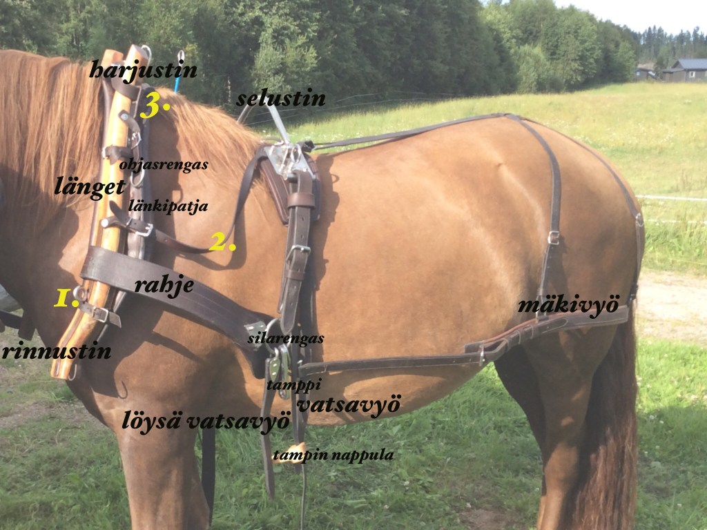 Ruotsalainen työvaljastus / tamppivaljastus: video, valjaiden osat,&nbsp;ohjeet