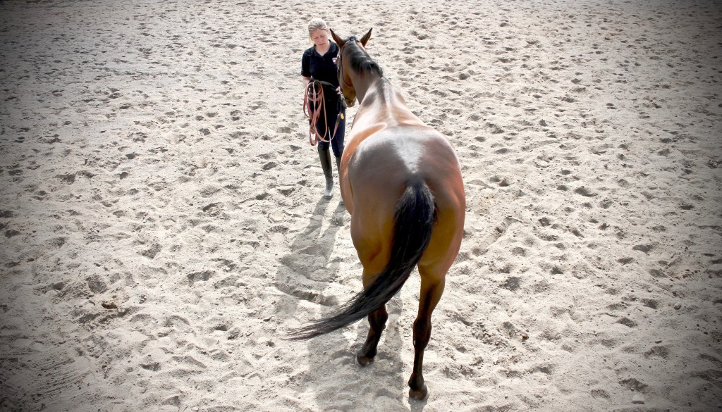 Kurssi: Hevosen kehonhuolto osa 1 ja&nbsp;2