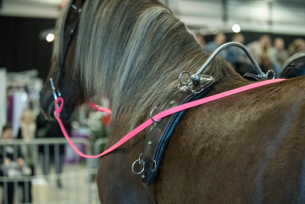 ohjasajovyö ja ohjat