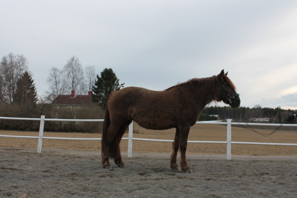 Hevosen PPID eli&nbsp;cushing.