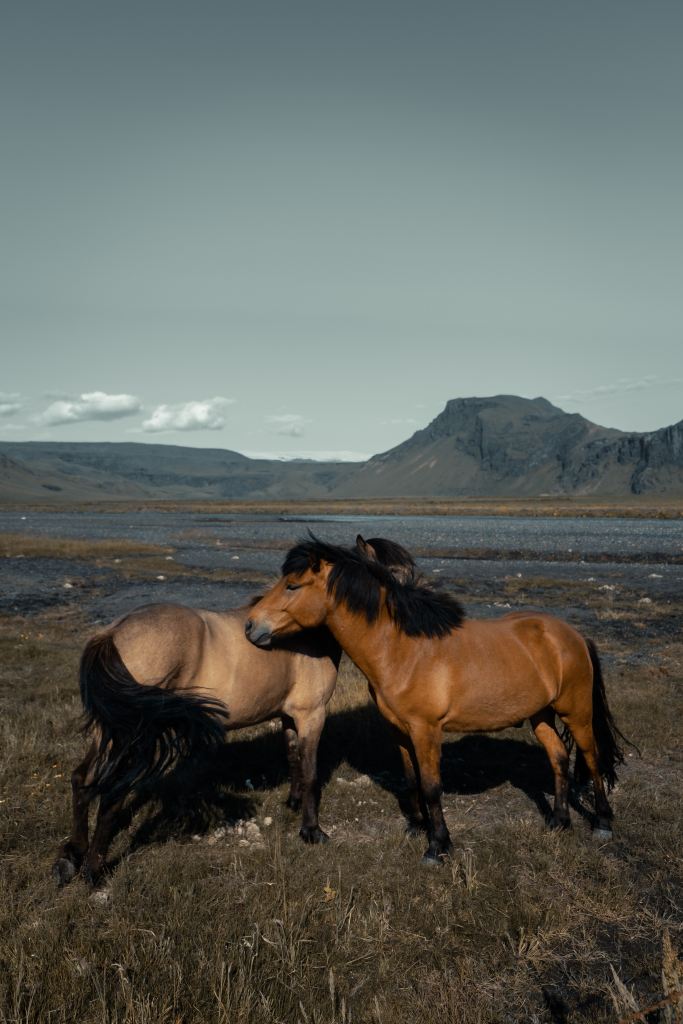 Islanninhevoset kuormankanto