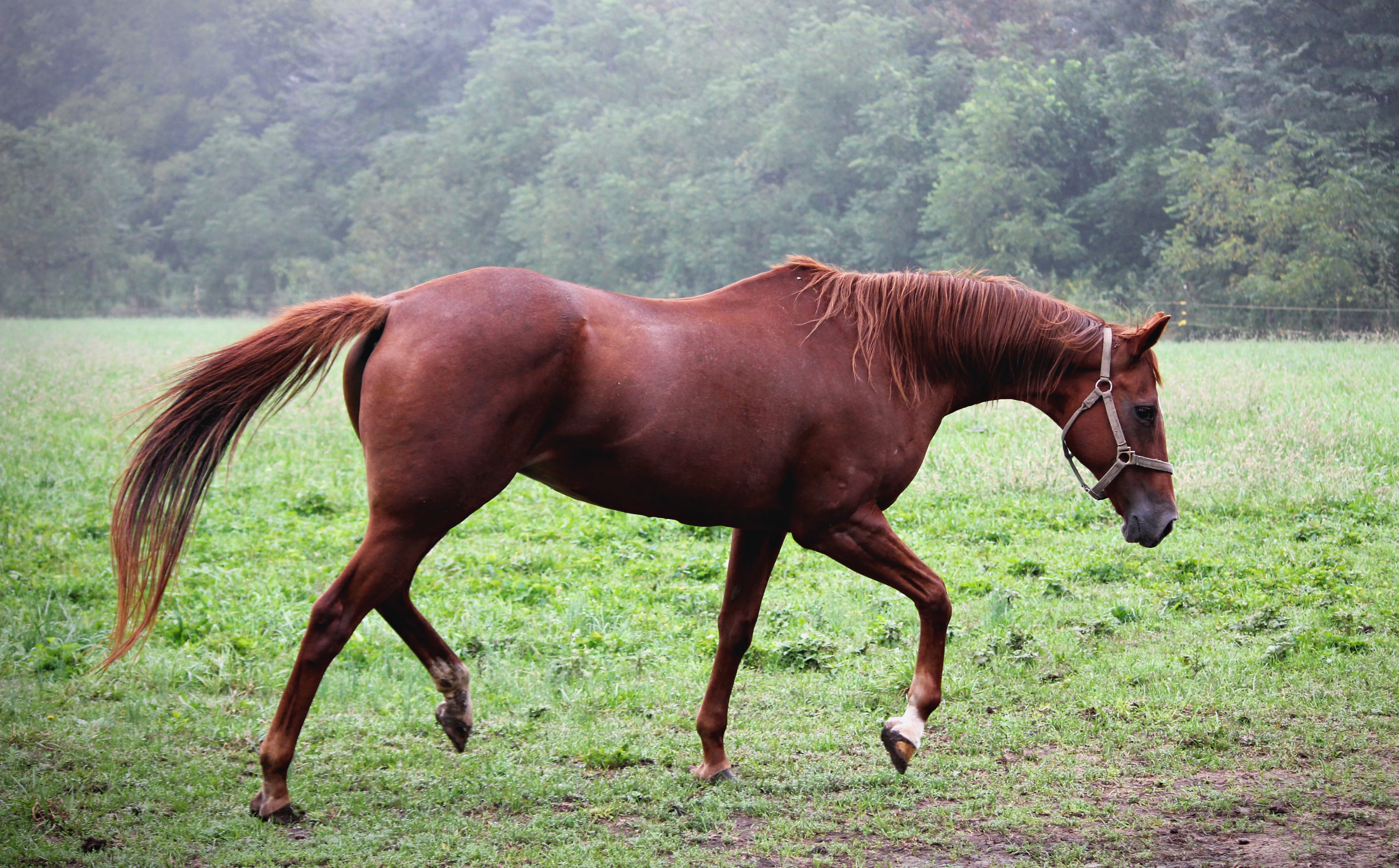 Pitkä ja korkea säkä