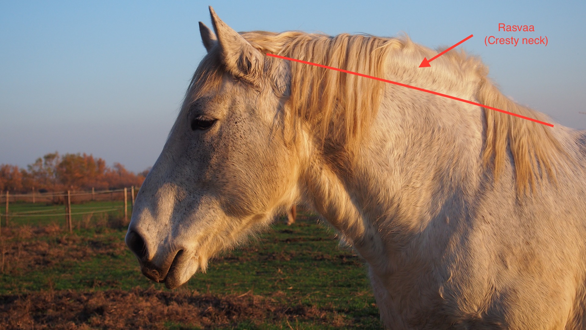 Rasvaniska cresty neck