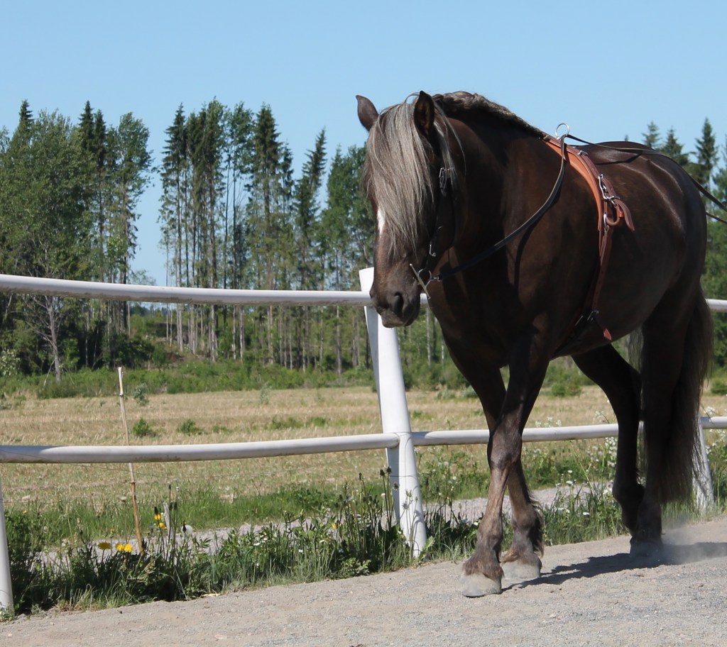 Käynti on aliarvioitu&nbsp;helmi