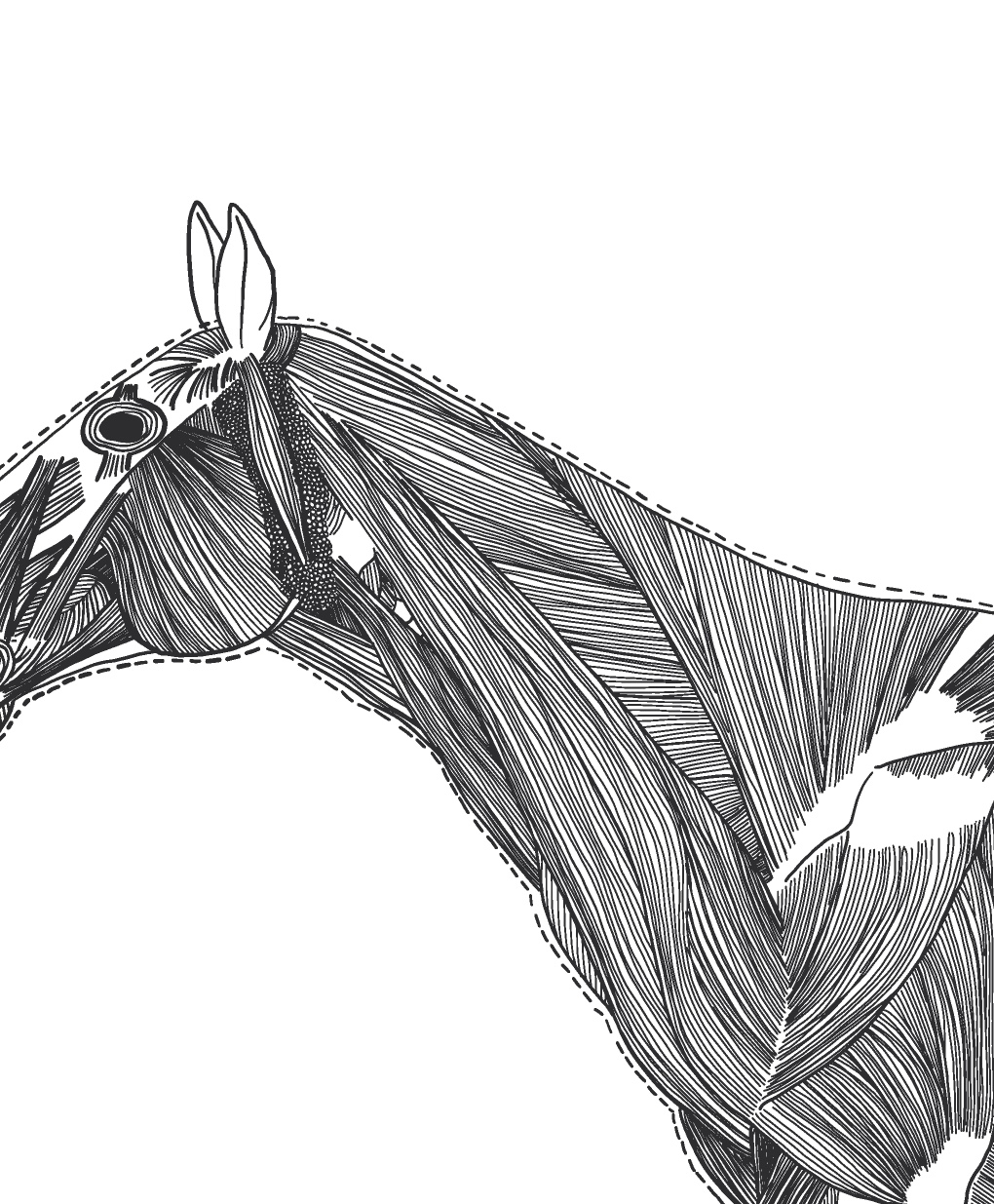 Hevosen kaulan lihakset