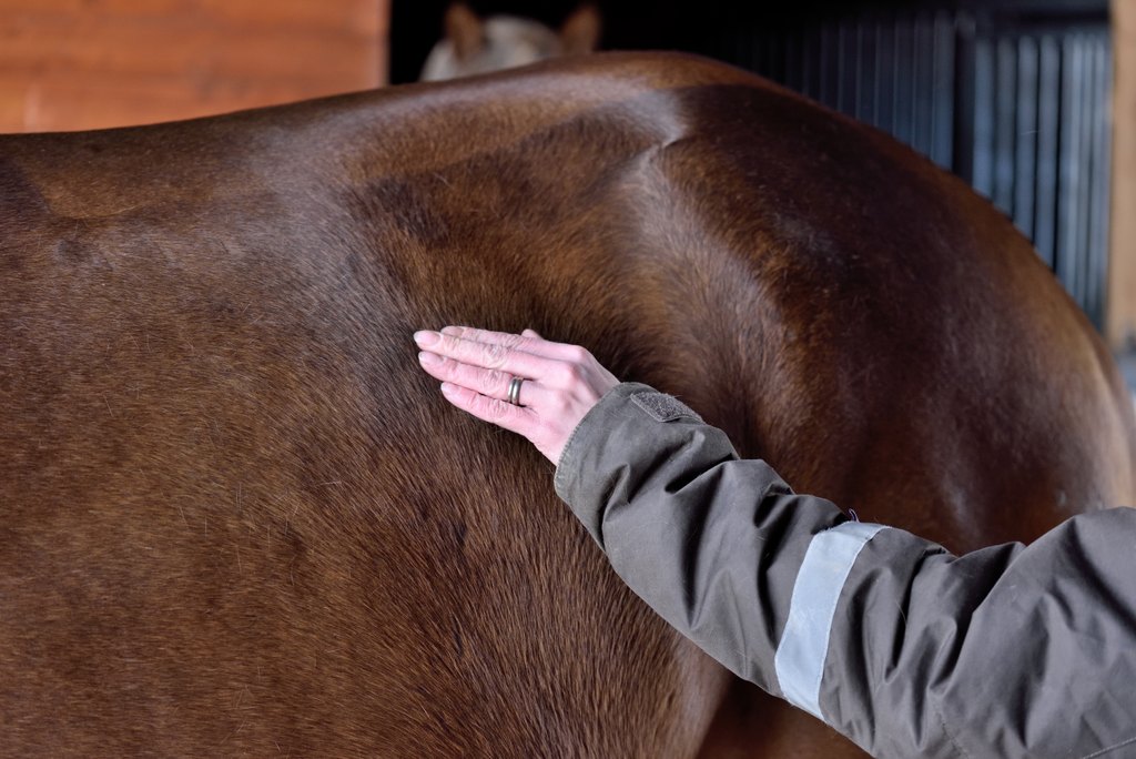 Lihavuuden arviointi