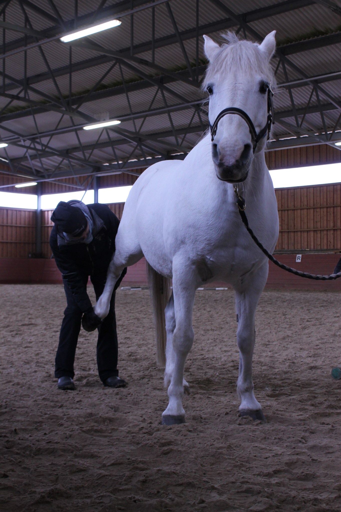 Hevosen passiivinen venytys