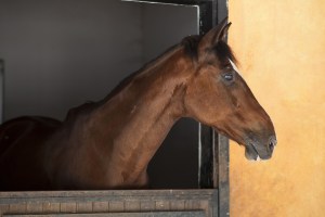 Hevosen pään muoto