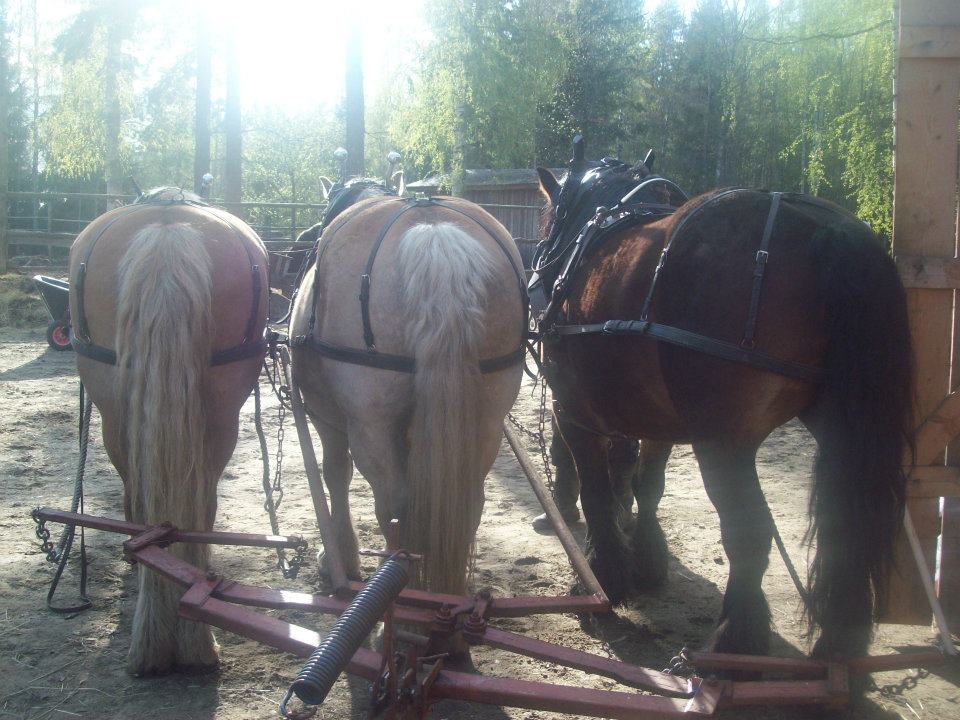 työhevoset