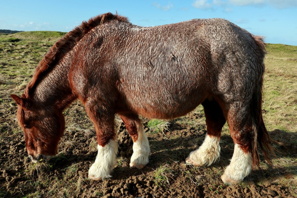 Älä rankaise hevosta sen&nbsp;lihavuudesta