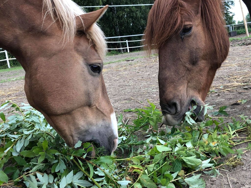 suomenhevonen, kerppu, mesinangervo hevoselle, paju hevoselle.