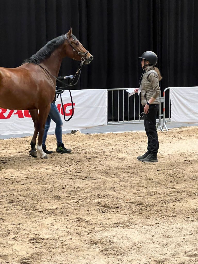 Hevoshieroja seisoo hevoset messuilla hiekkaisella kentällä hevosen vieressä. Taustalla näkyy musta taustakangas ja sen edessä valkoinen kyltti, jossa on sana 'RACING'.